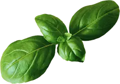 Miracle Taste Food Truck & Catering